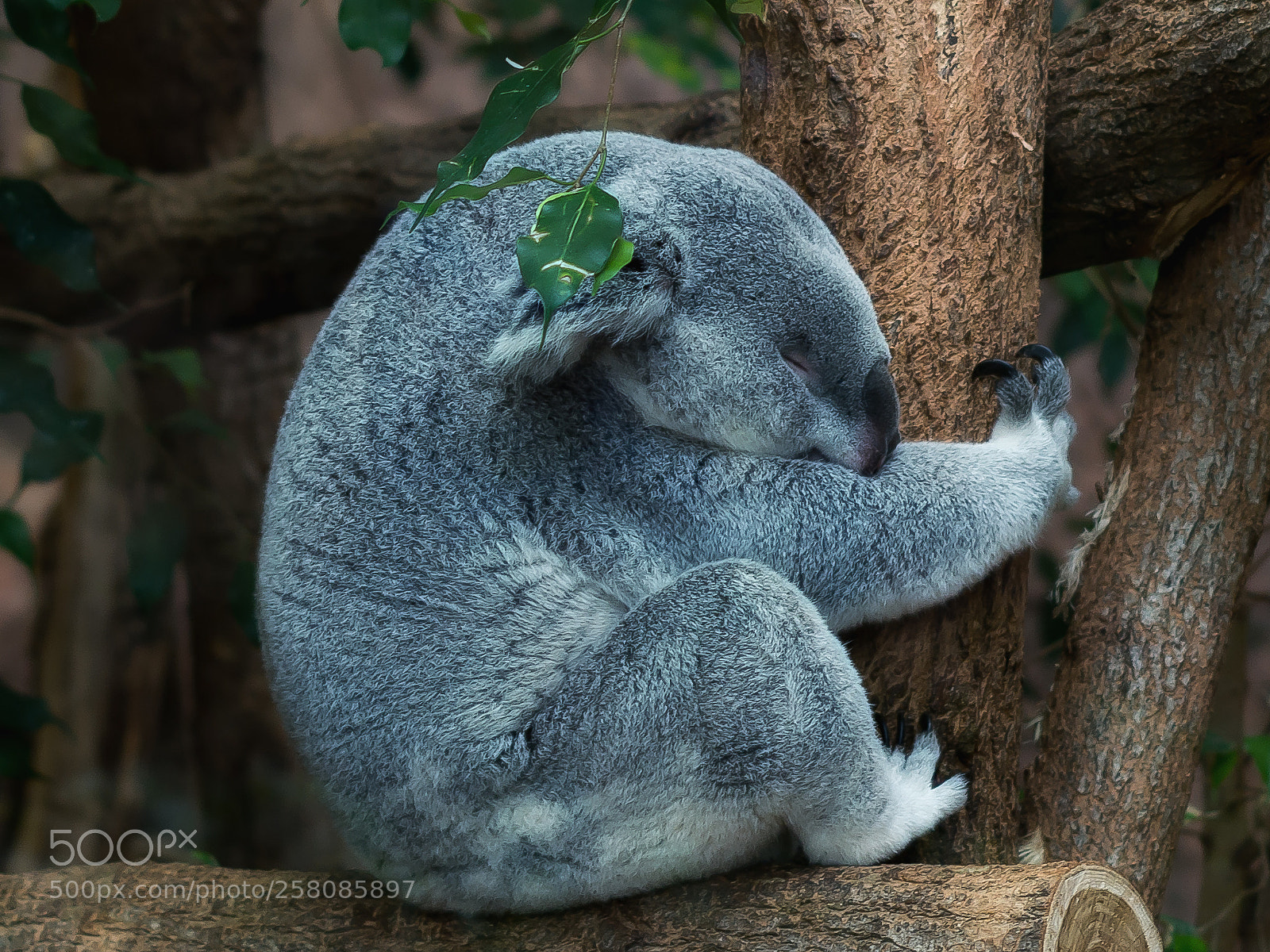 Pentax K-50 sample photo. Koala photography