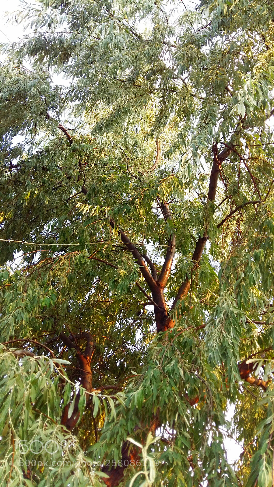 Samsung Galaxy A5 sample photo. Untitled photography