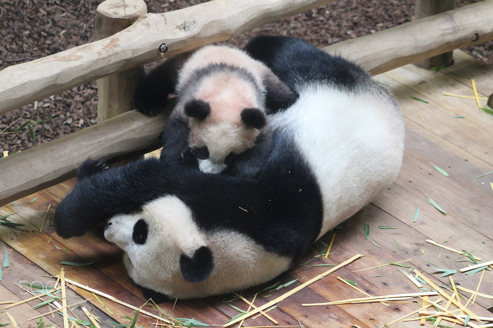 Canon EF 75-300mm f/4-5.6 sample photo. Bébé panda embête sa maman photography