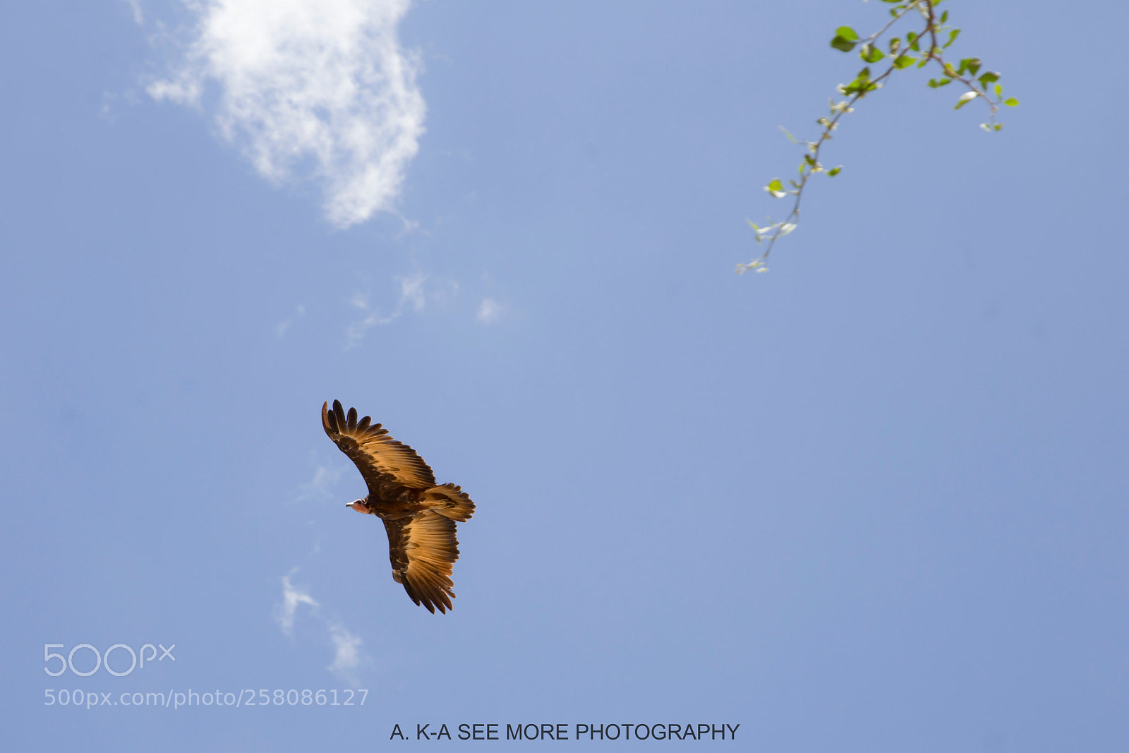 Canon EOS 6D sample photo. Fly photography