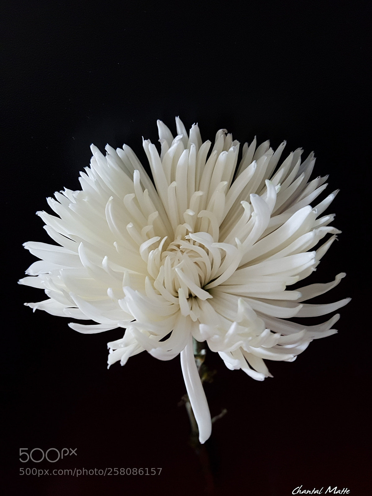 Samsung Galaxy S7 sample photo. Chrysanthemum photography