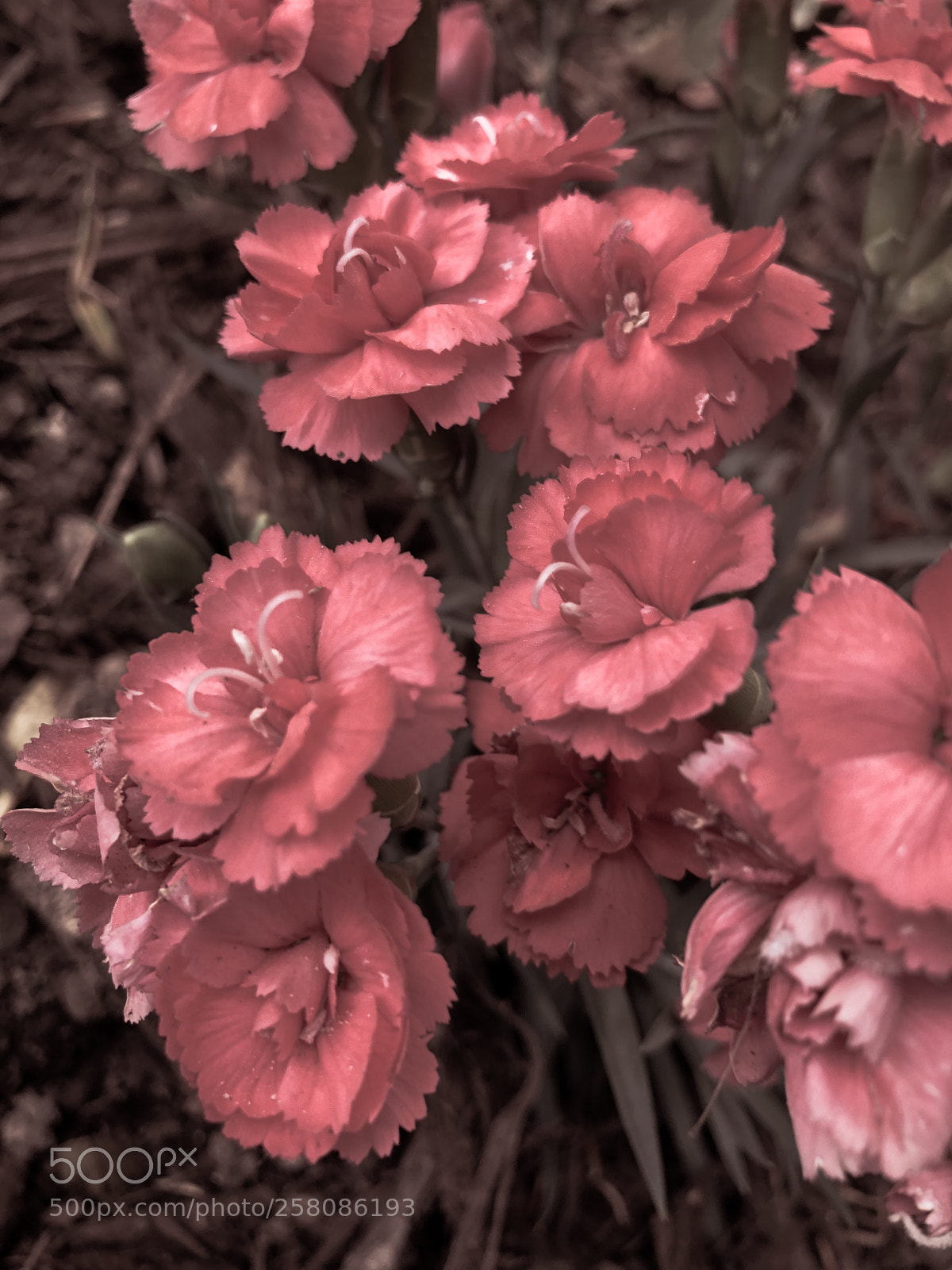 Apple iPhone 8 Plus sample photo. Beauty in the dark photography