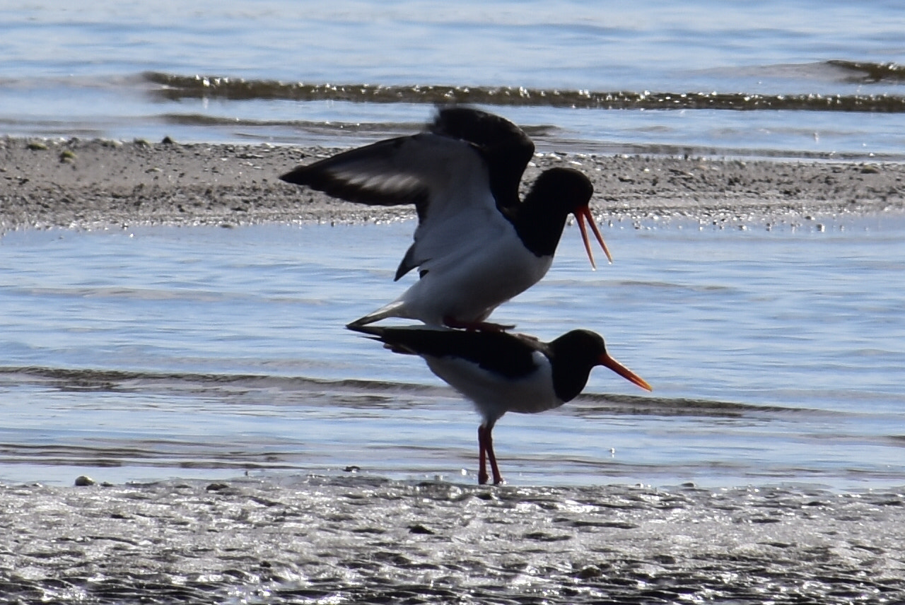 Nikon D7200 sample photo