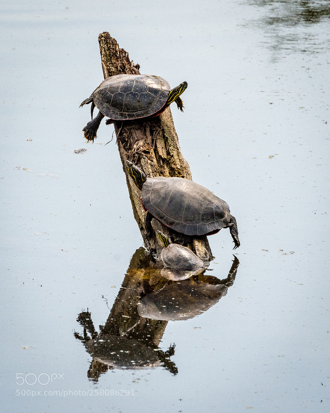 Nikon D500 sample photo. Union county turtles photography