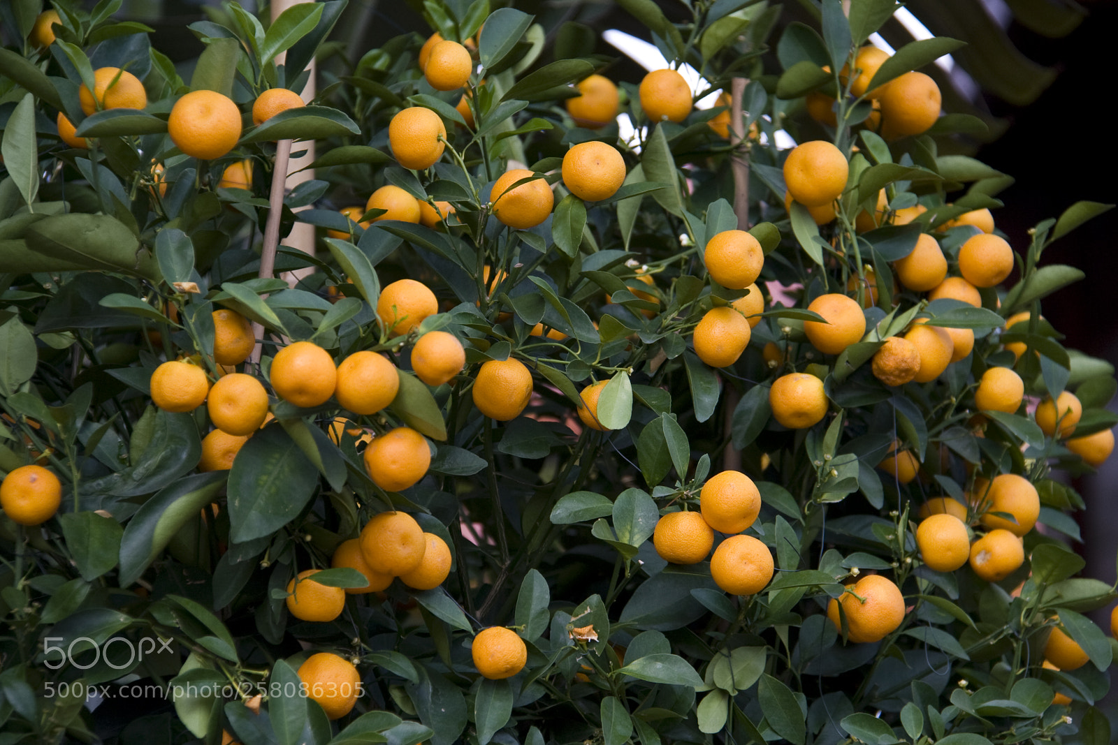 Canon EOS 350D (EOS Digital Rebel XT / EOS Kiss Digital N) sample photo. Mandarins photography