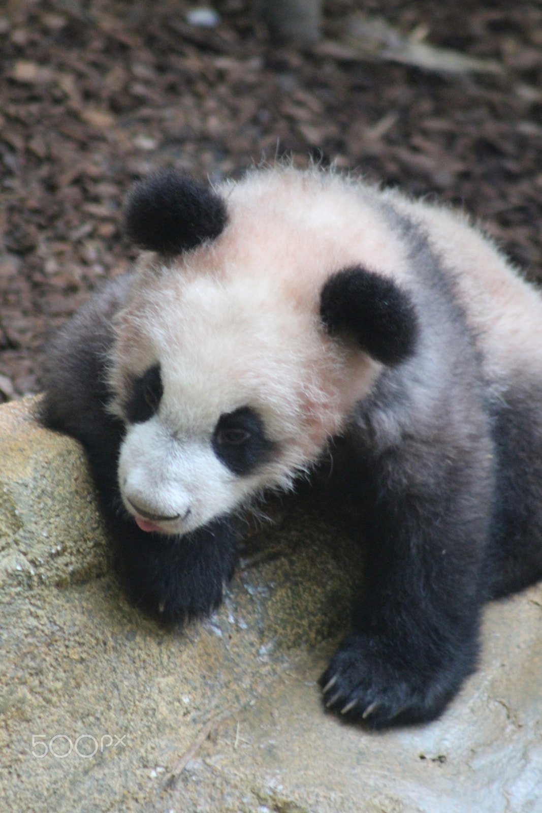 Canon EF 75-300mm f/4-5.6 sample photo. Yuan meng le bébé panda français photography