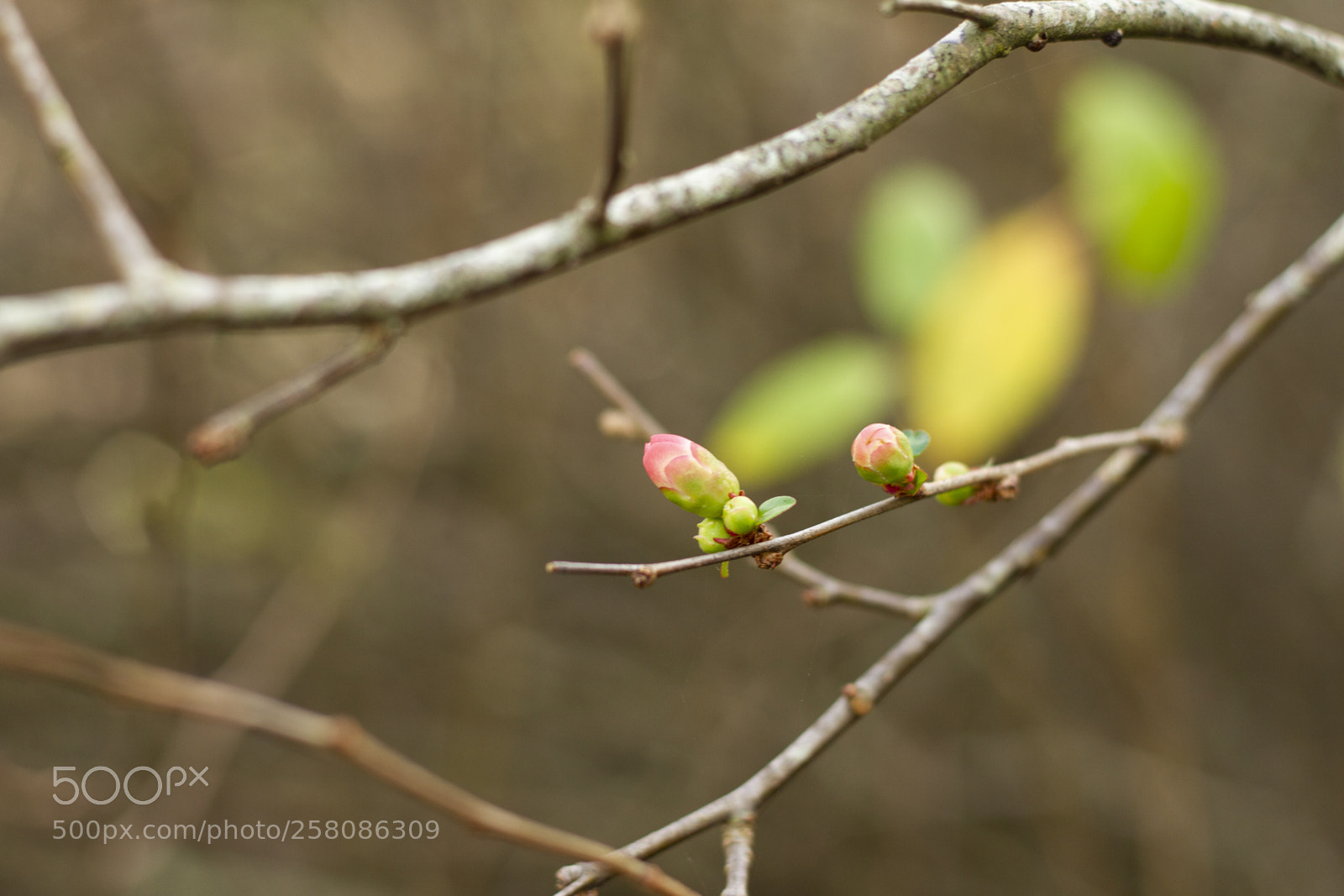 Canon EOS 7D sample photo. Capullo photography