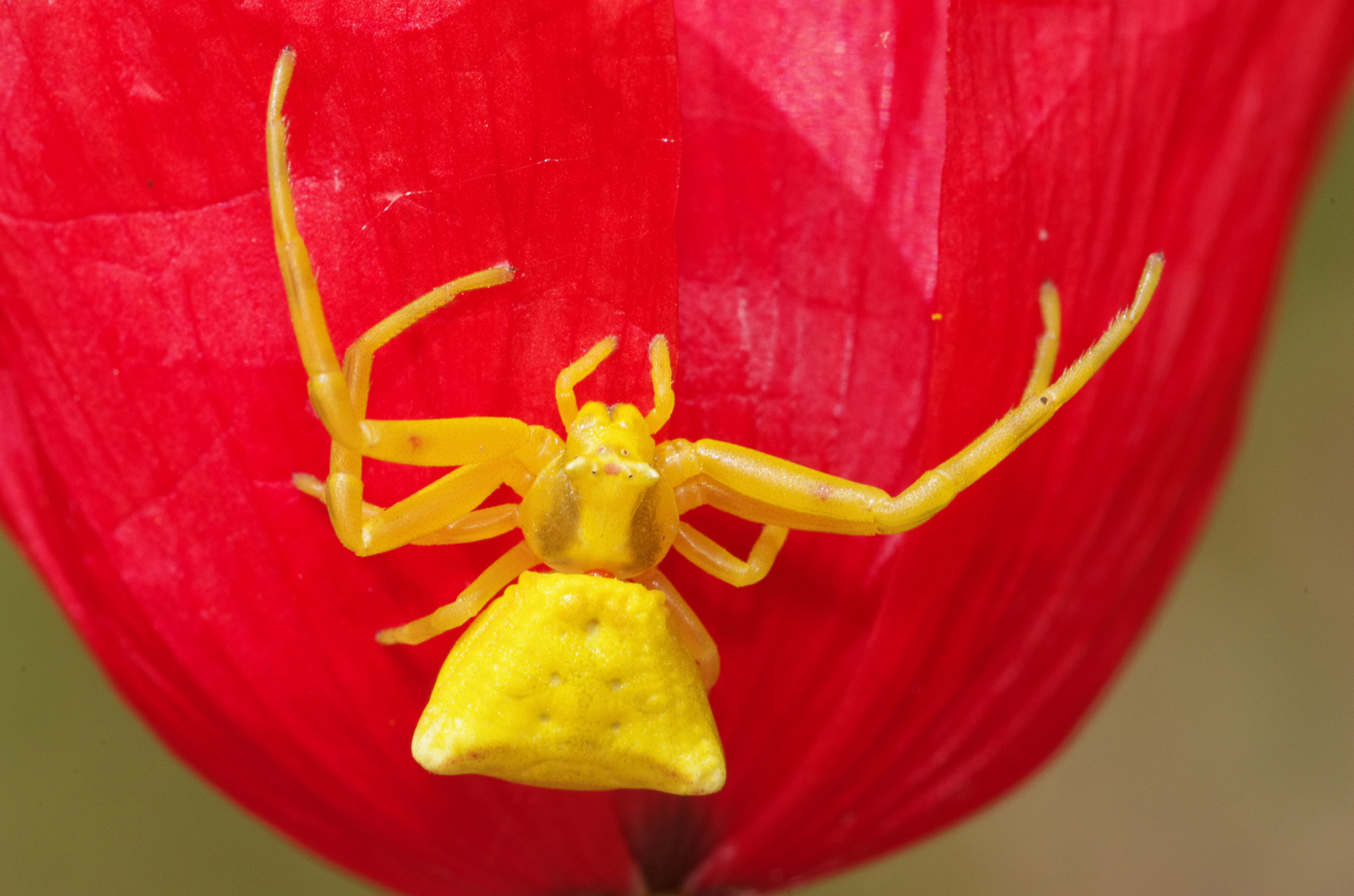 Pentax K-5 sample photo. Yellow spider on red poppy photography