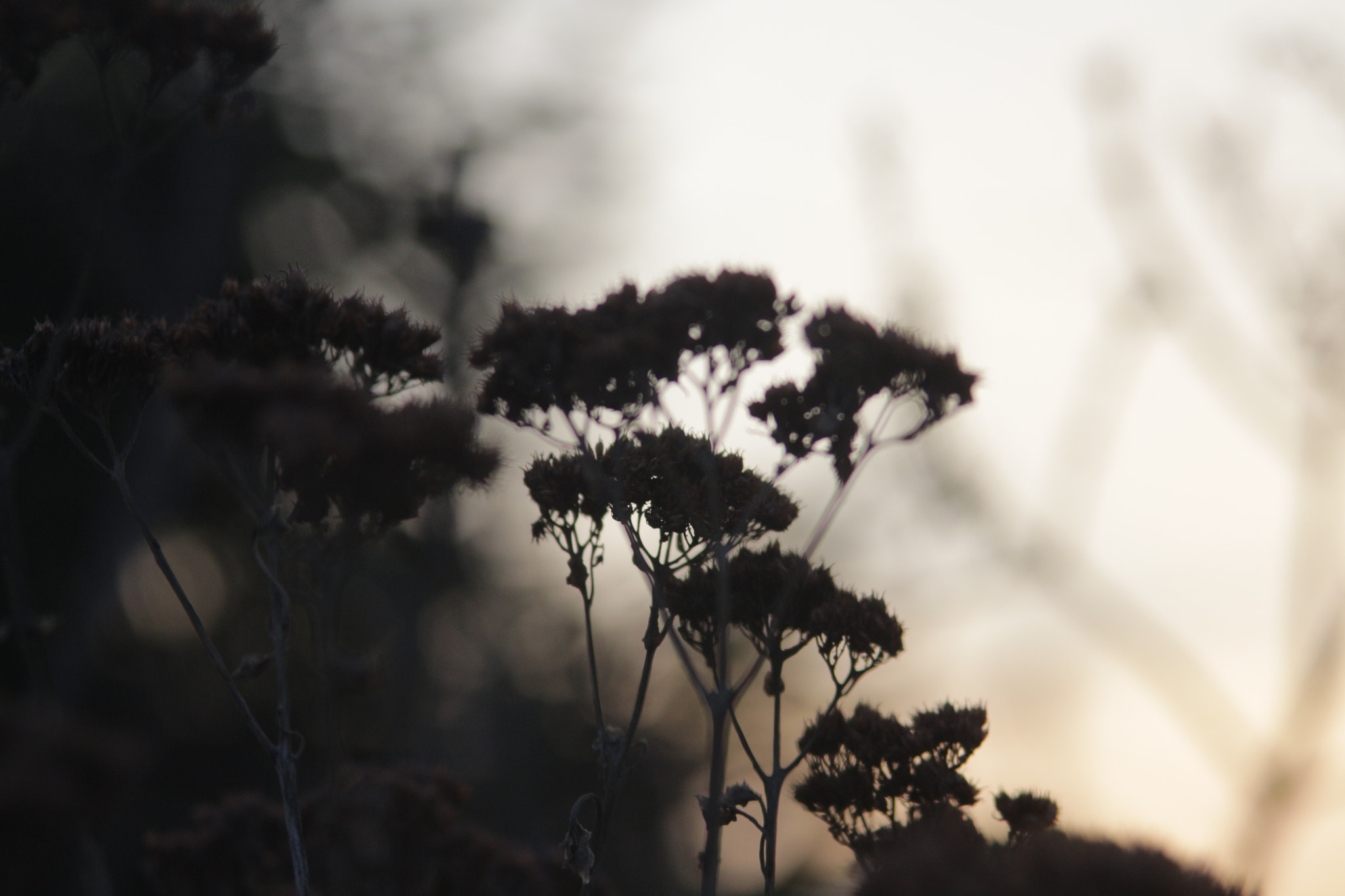 Canon EF 35-105mm f/3.5-4.5 sample photo. Img photography