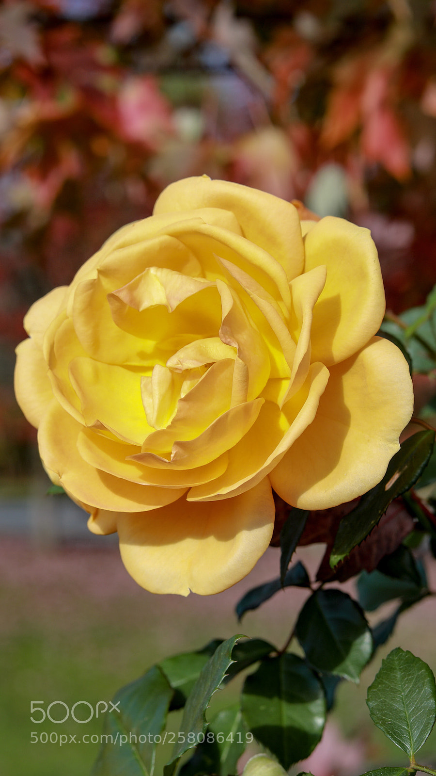 Canon EOS 5D Mark IV sample photo. Yellow rose photography