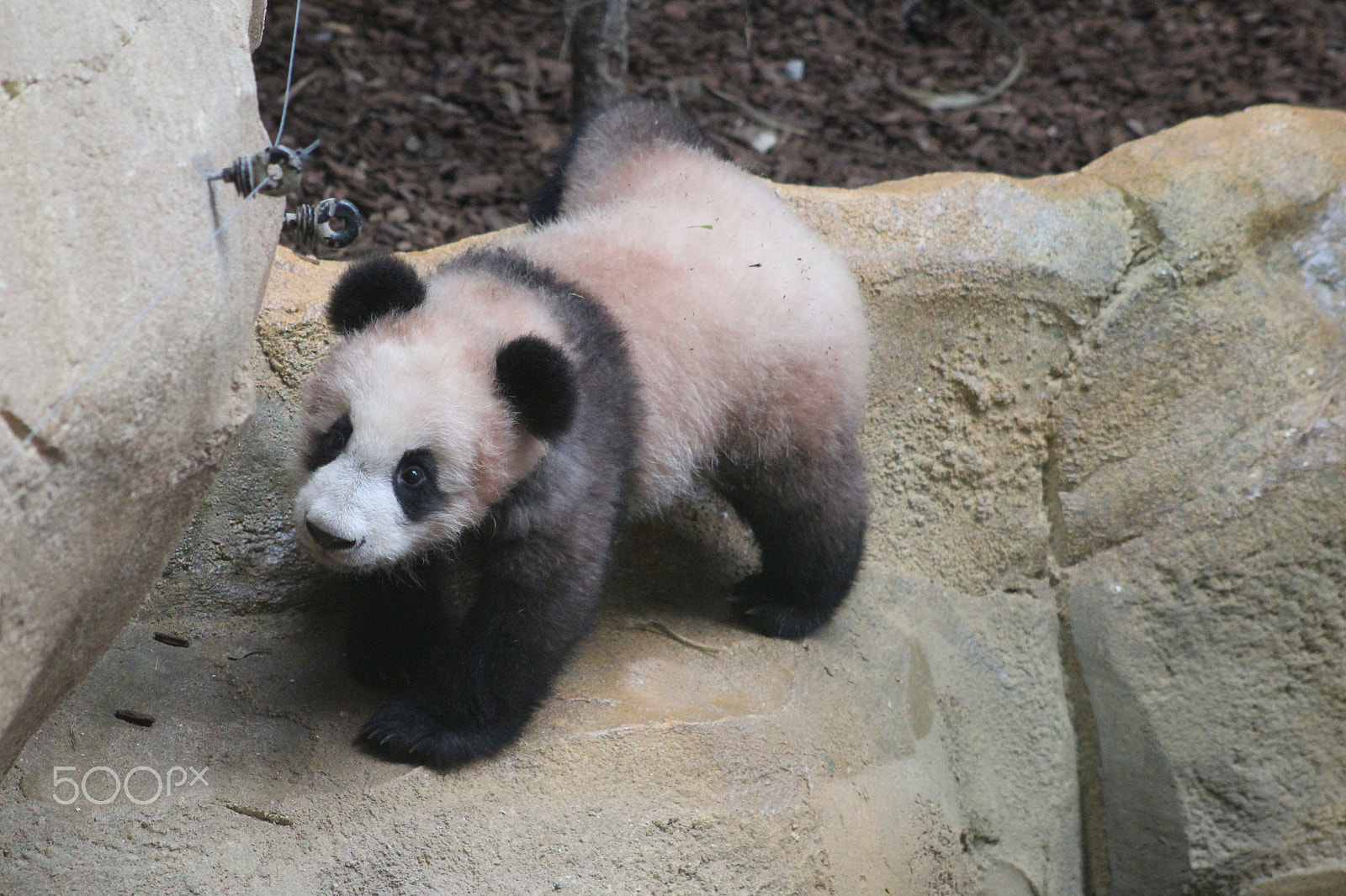 Canon EF 75-300mm f/4-5.6 sample photo. Yuan meng le bébé panda photography