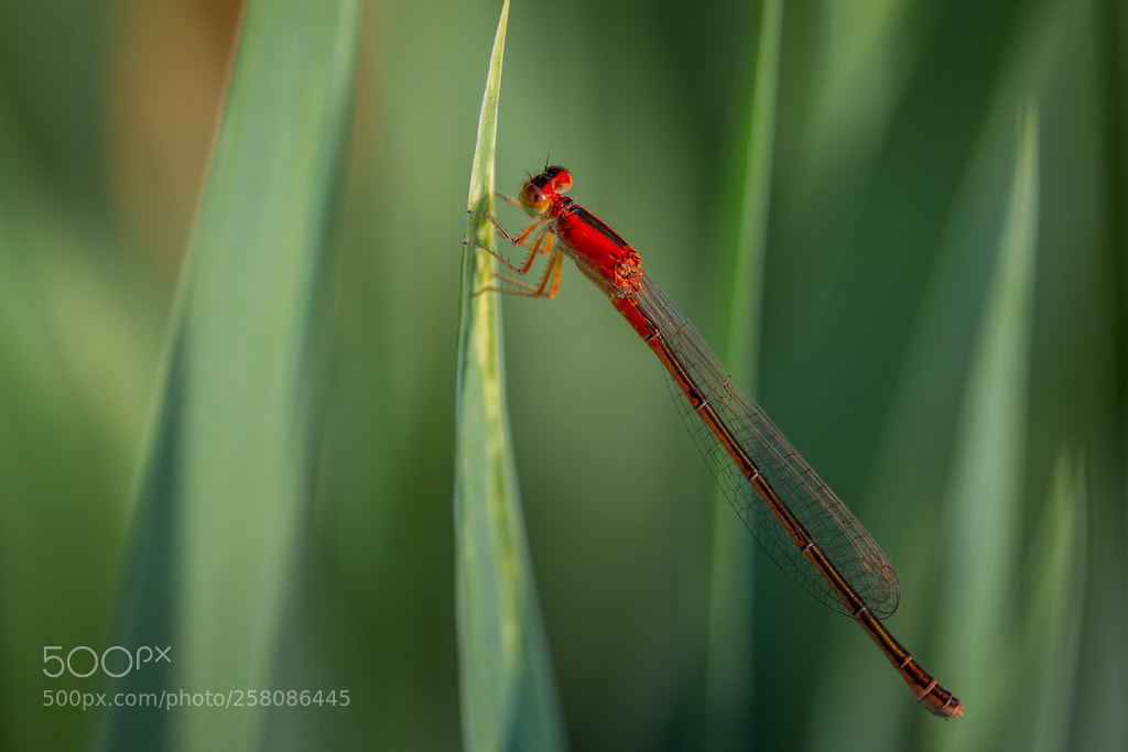 Canon EOS 70D sample photo. Green and red photography