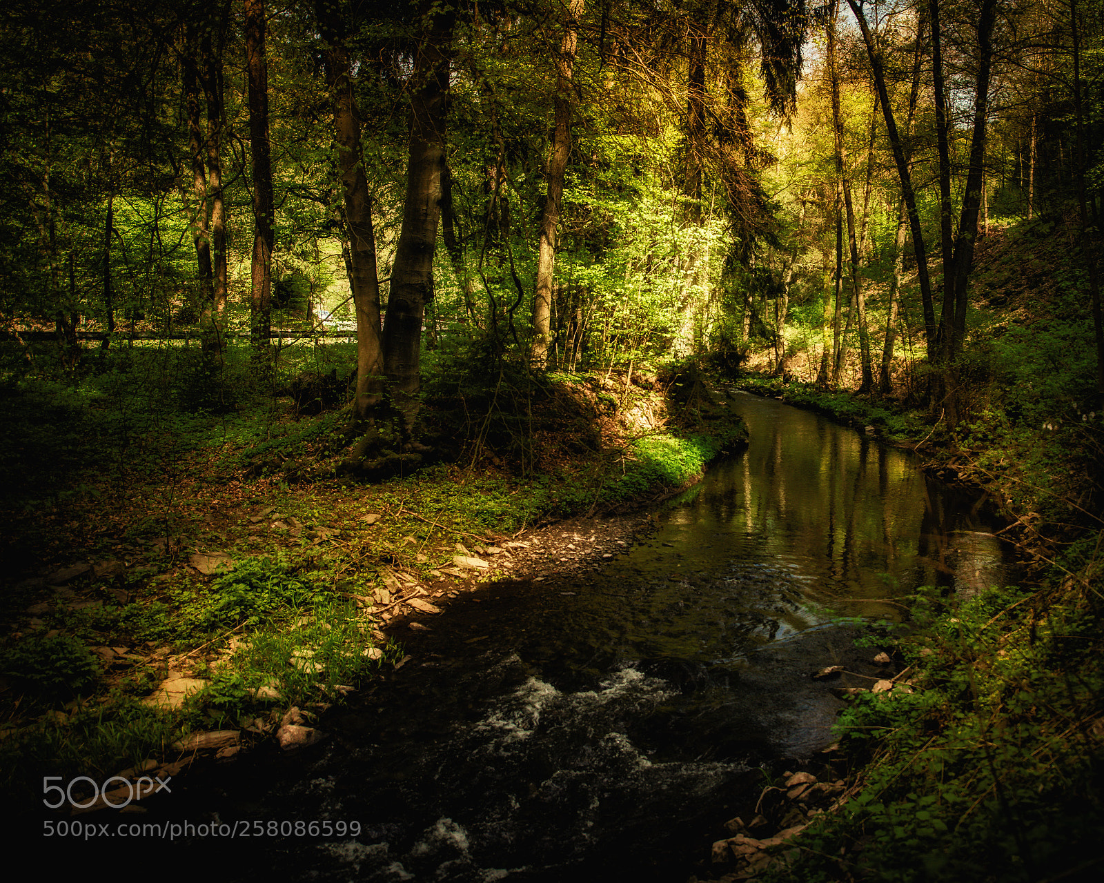 Nikon D610 sample photo. Rich forest photography