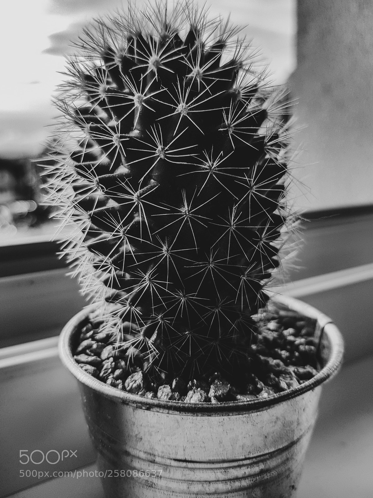 Samsung Galaxy S8 sample photo. Cactus 2 photography