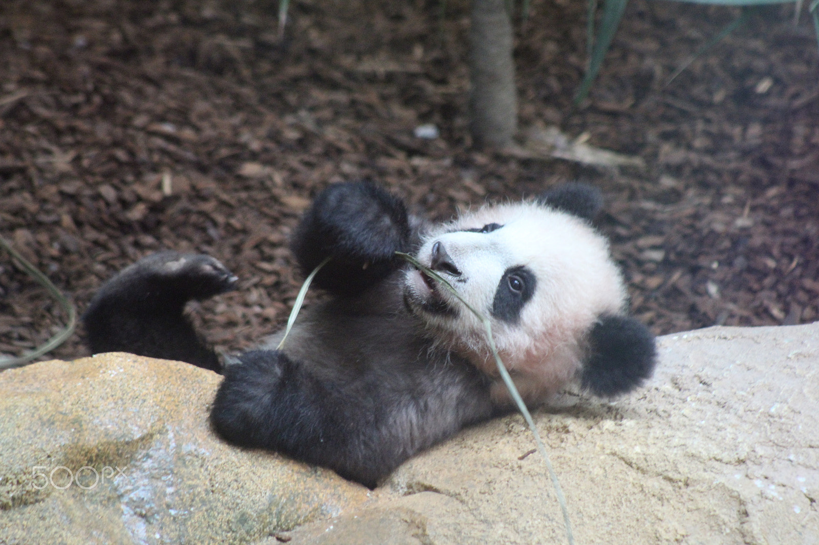 Canon EF 75-300mm f/4-5.6 sample photo. Bébé panda découvre les feuilles photography