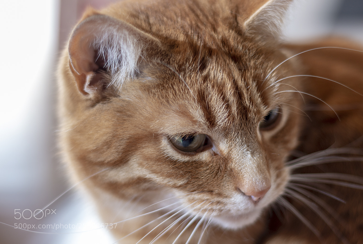 Canon EOS 70D sample photo. Saphire photography