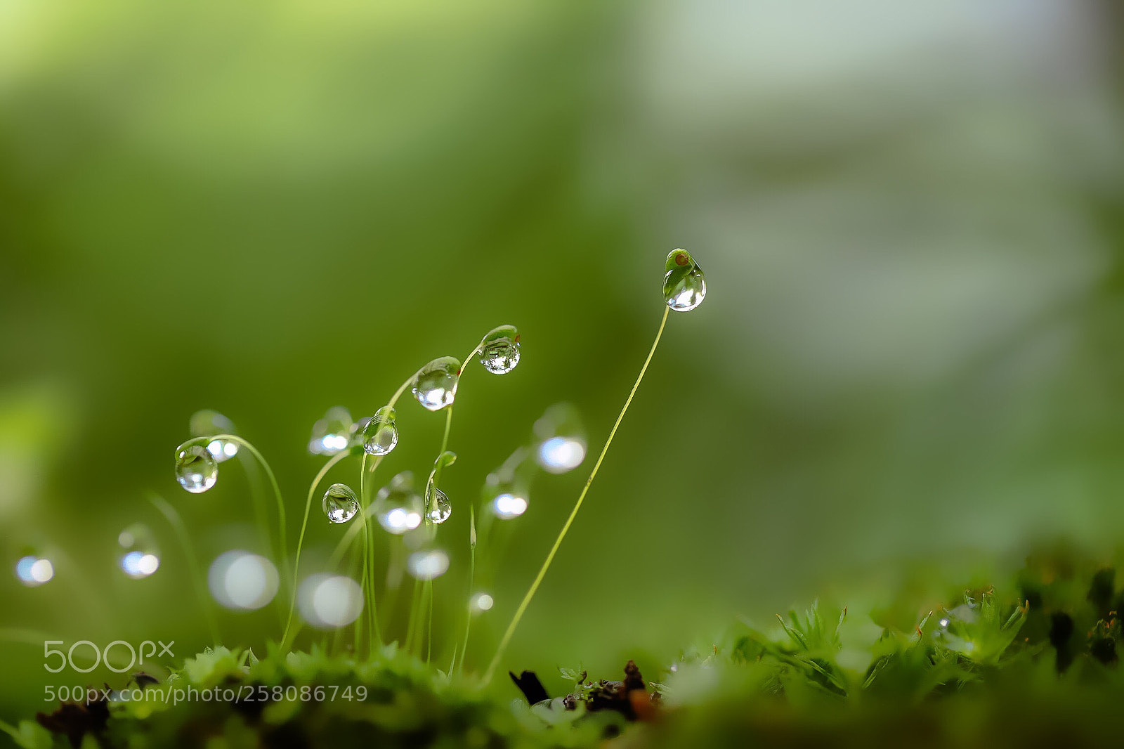 Canon EOS 6D Mark II sample photo. A small world reflected photography