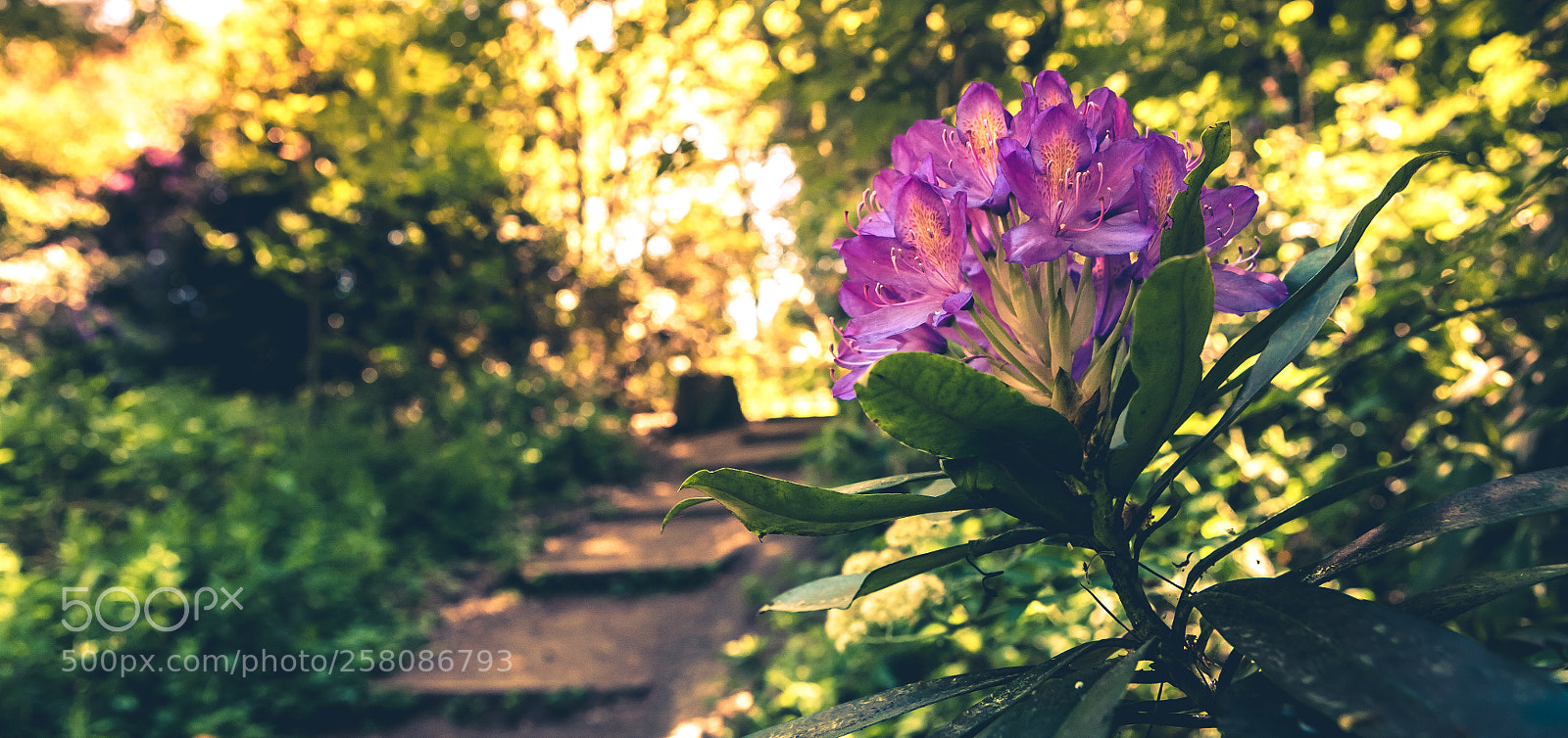 Canon EOS 5D sample photo. Inbloom photography