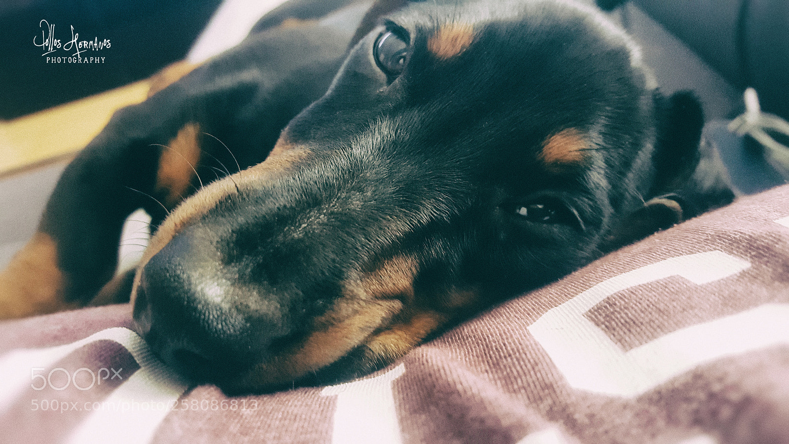 Samsung Galaxy S6 sample photo. Almost sleeping... photography