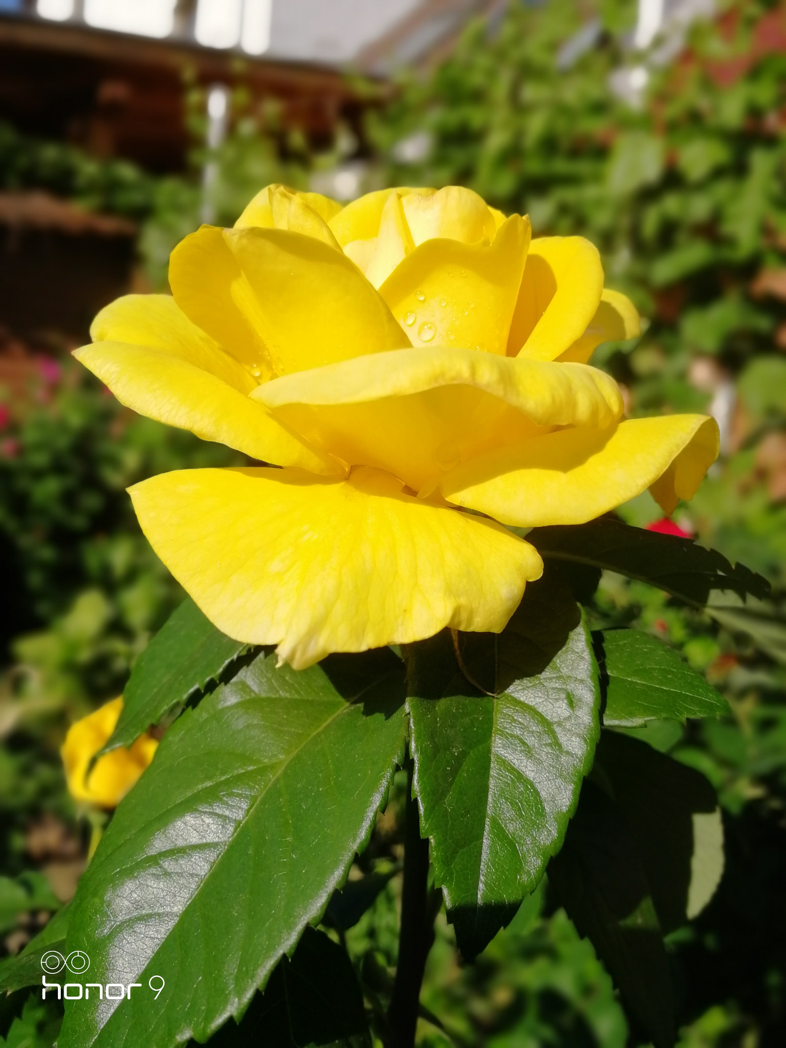 HUAWEI Honor 9 sample photo