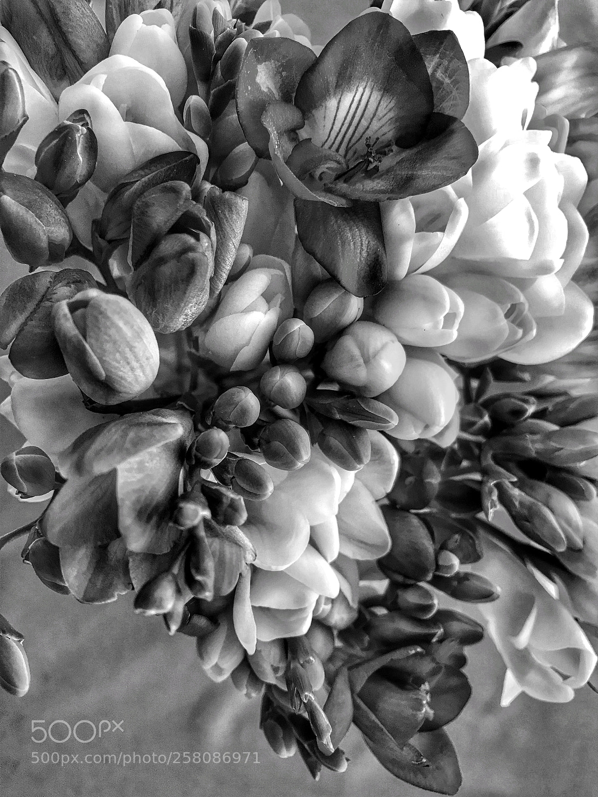 Apple iPhone 7 sample photo. ..for you . photography