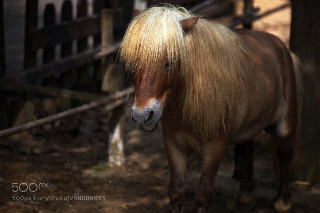 Canon EOS 5D Mark II sample photo. Untitled photography