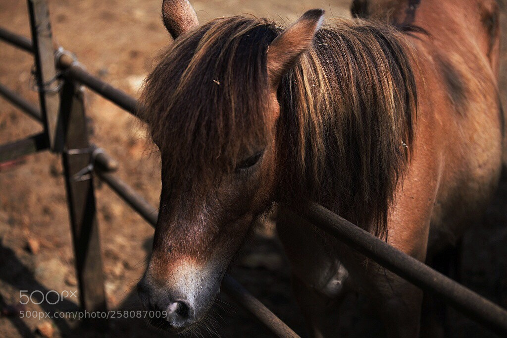 Canon EOS 5D Mark II sample photo. Untitled photography