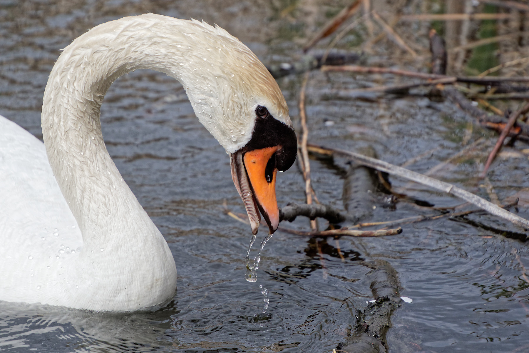 Canon EOS 7D Mark II sample photo. Dripping swan photography