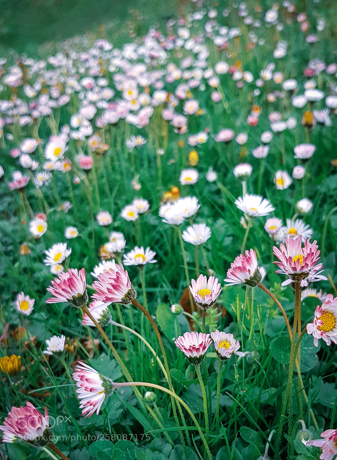 Samsung Galaxy S8 sample photo. Little daisy world photography
