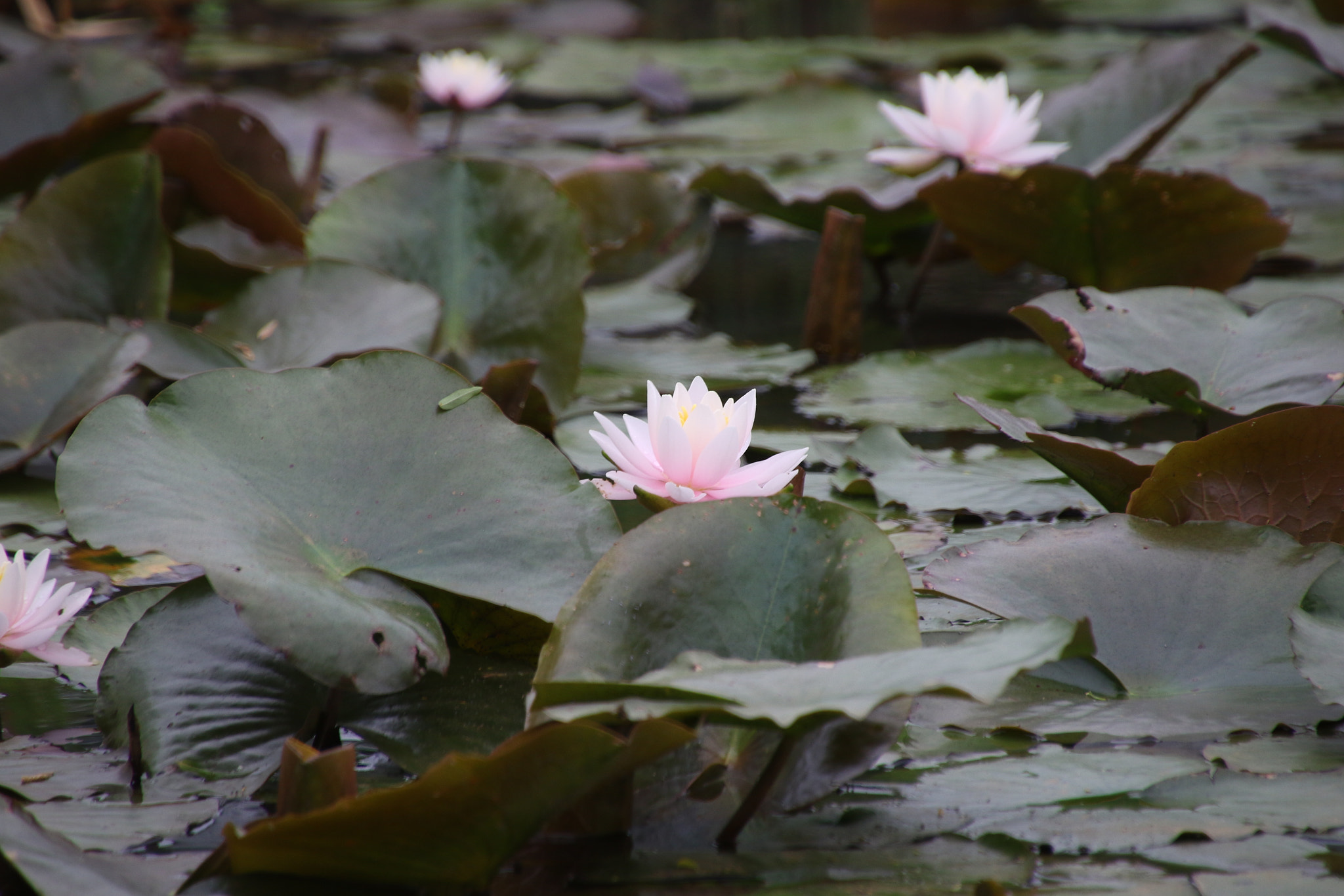 Canon EOS 7D Mark II sample photo. Pale pink lotus photography