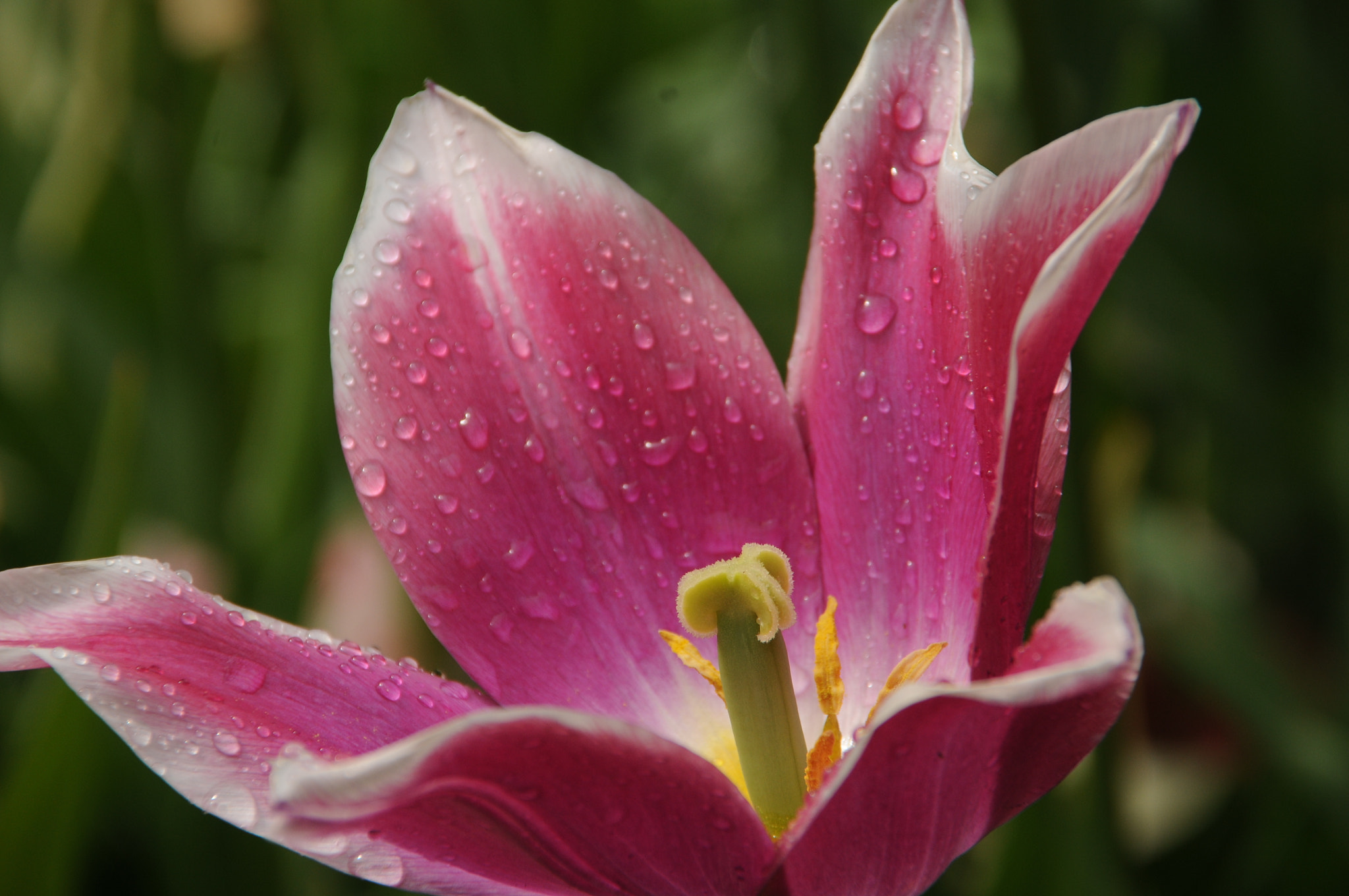 Nikon D300S sample photo. Rainy days photography