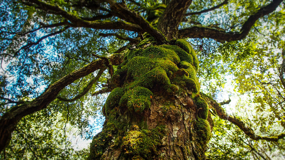 Olympus OM-D E-M5 sample photo. Treetop canopy photography