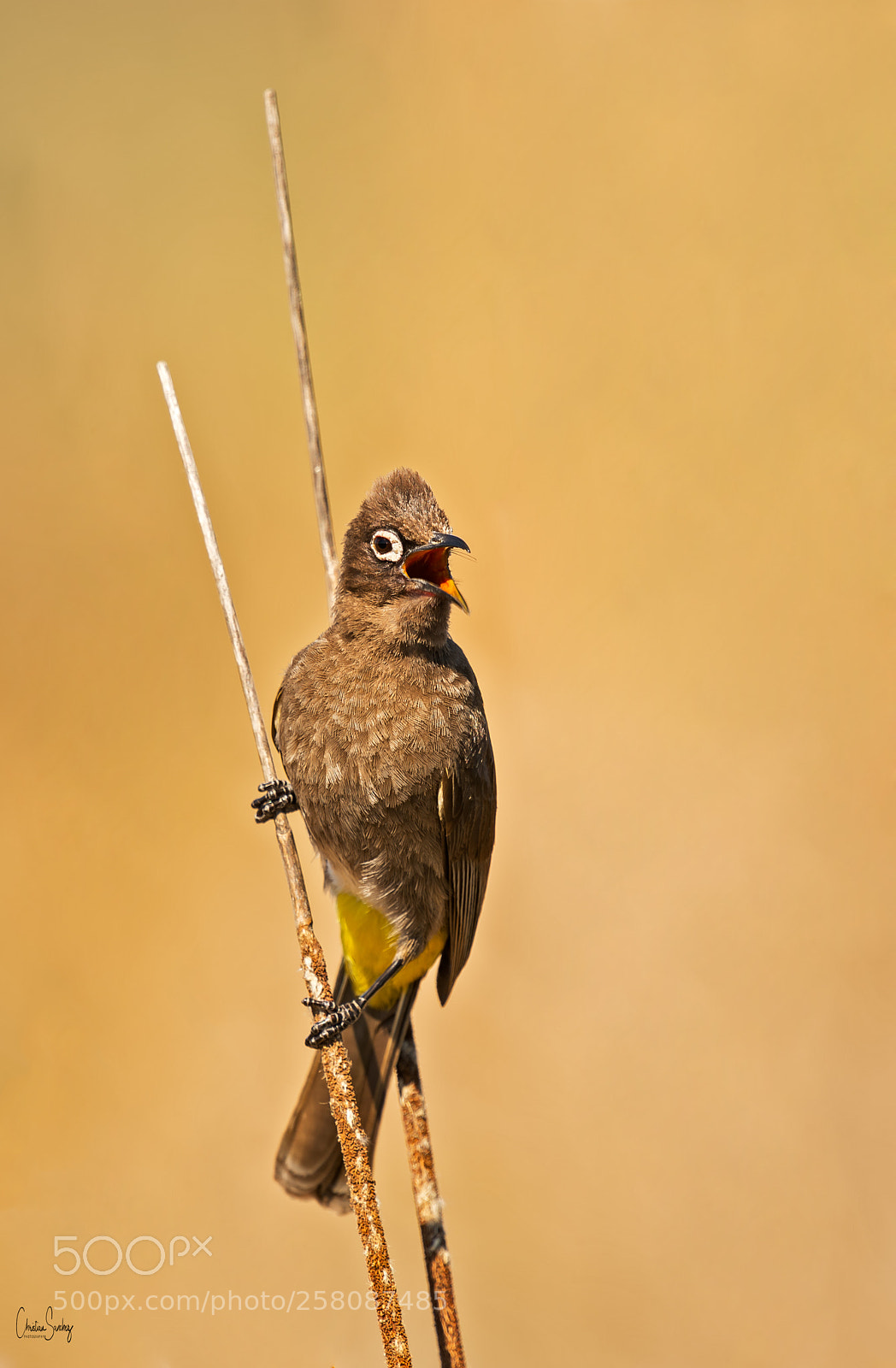Nikon D4 sample photo. Cape bulbul photography