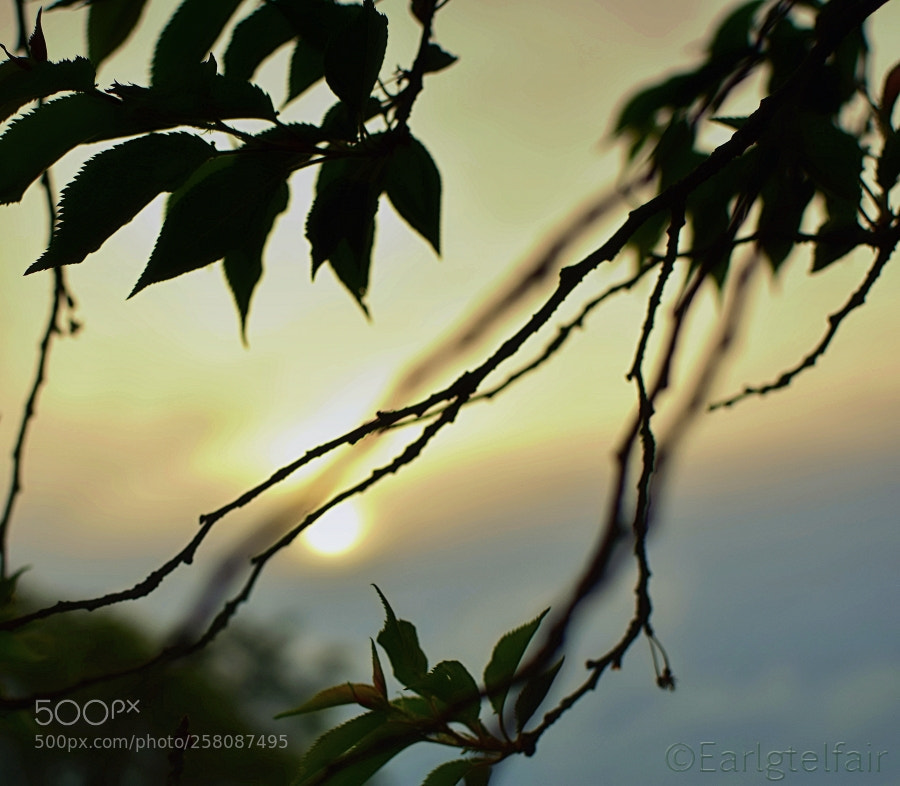 Nikon D5300 sample photo. Behind thoughts photography