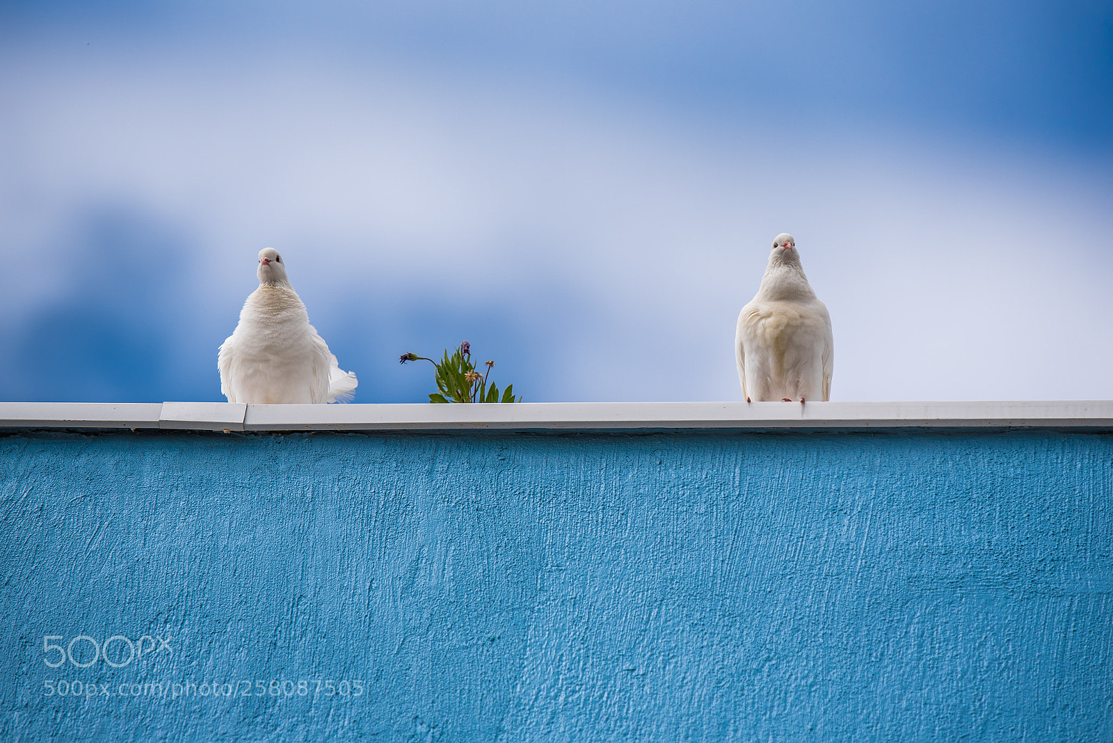 Nikon D750 sample photo. Look far away photography
