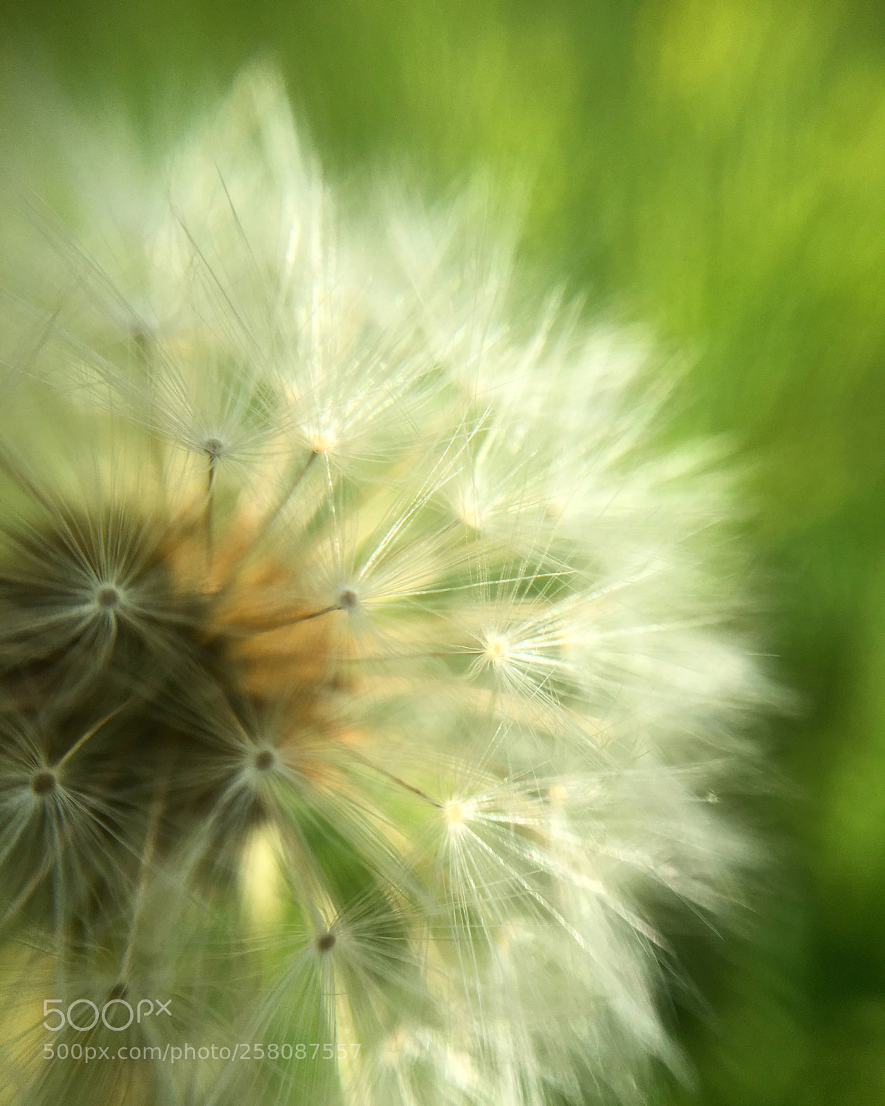 Apple iPhone 6s sample photo. Dandelion wishes photography
