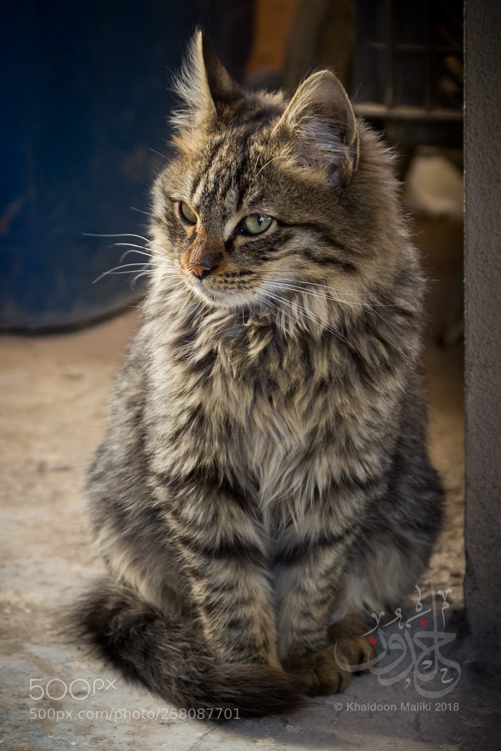 Canon EOS 600D (Rebel EOS T3i / EOS Kiss X5) sample photo. The look photography