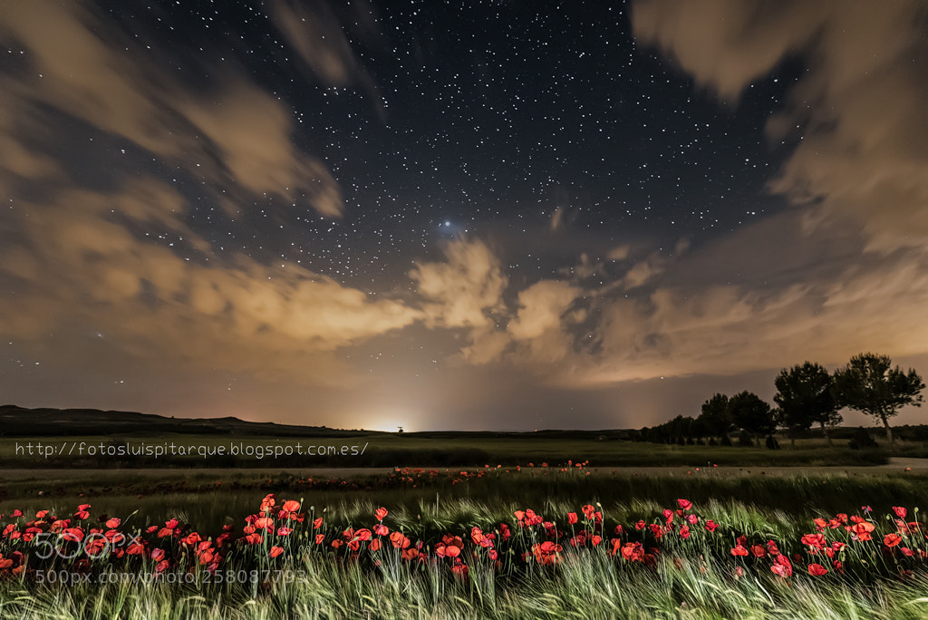 Nikon D750 sample photo. Amapolas del bajo arag photography