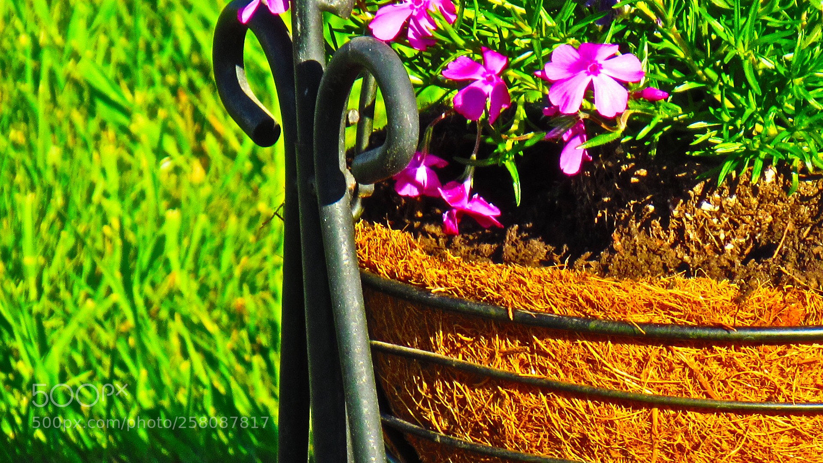 Canon PowerShot SX530 HS sample photo. Brilliant color photography
