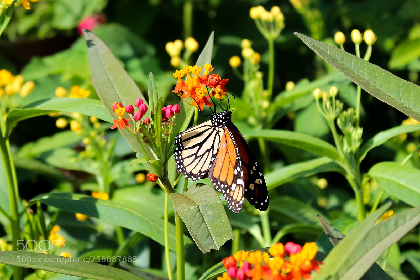 Canon EOS 1300D (EOS Rebel T6 / EOS Kiss X80) sample photo. Butterfly in a garden photography