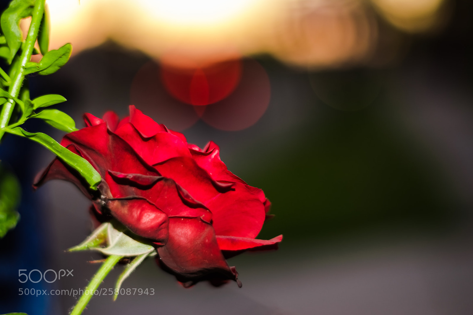 Nikon D5300 sample photo. Untitled photography