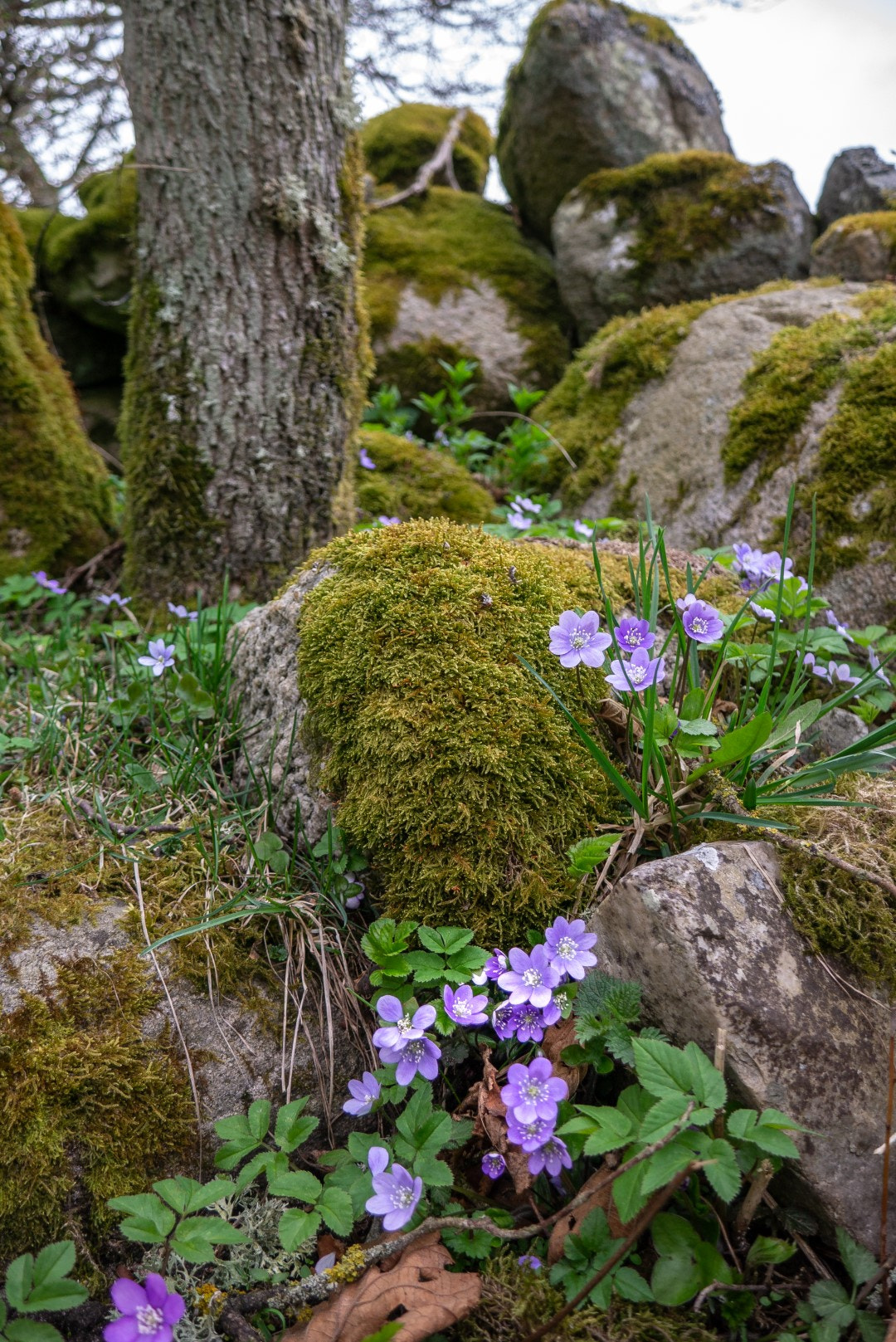 Panasonic Lumix DMC-GX1 sample photo. Spring photography