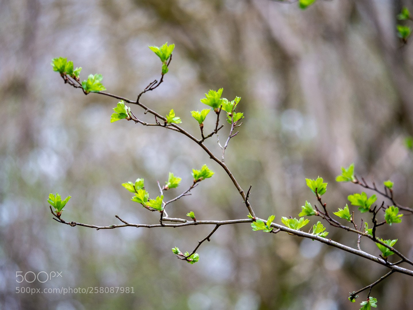 Panasonic Lumix DMC-GX7 sample photo. Spring photography