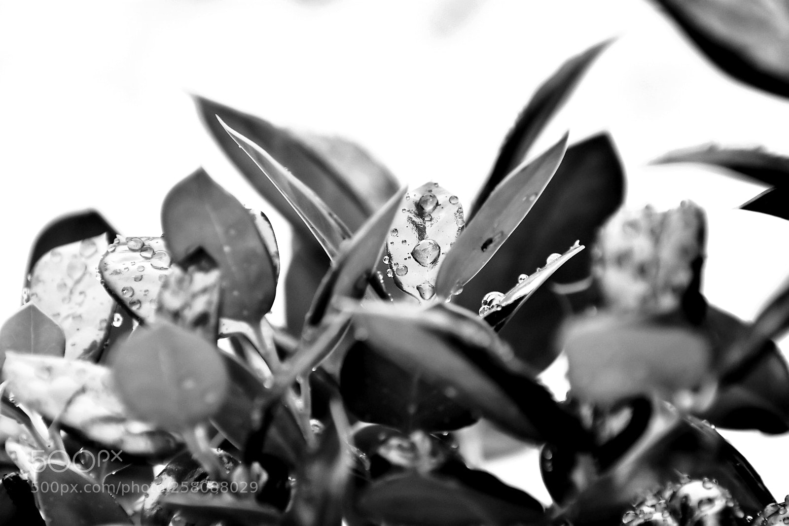 Nikon D5600 sample photo. Untitled photography
