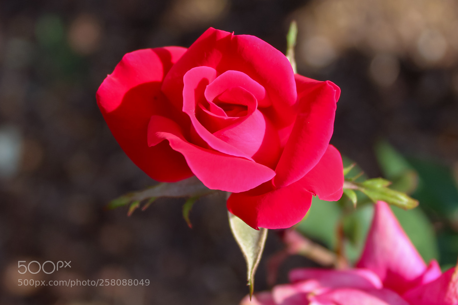 Canon EOS 1300D (EOS Rebel T6 / EOS Kiss X80) sample photo. Blooming rose. photography