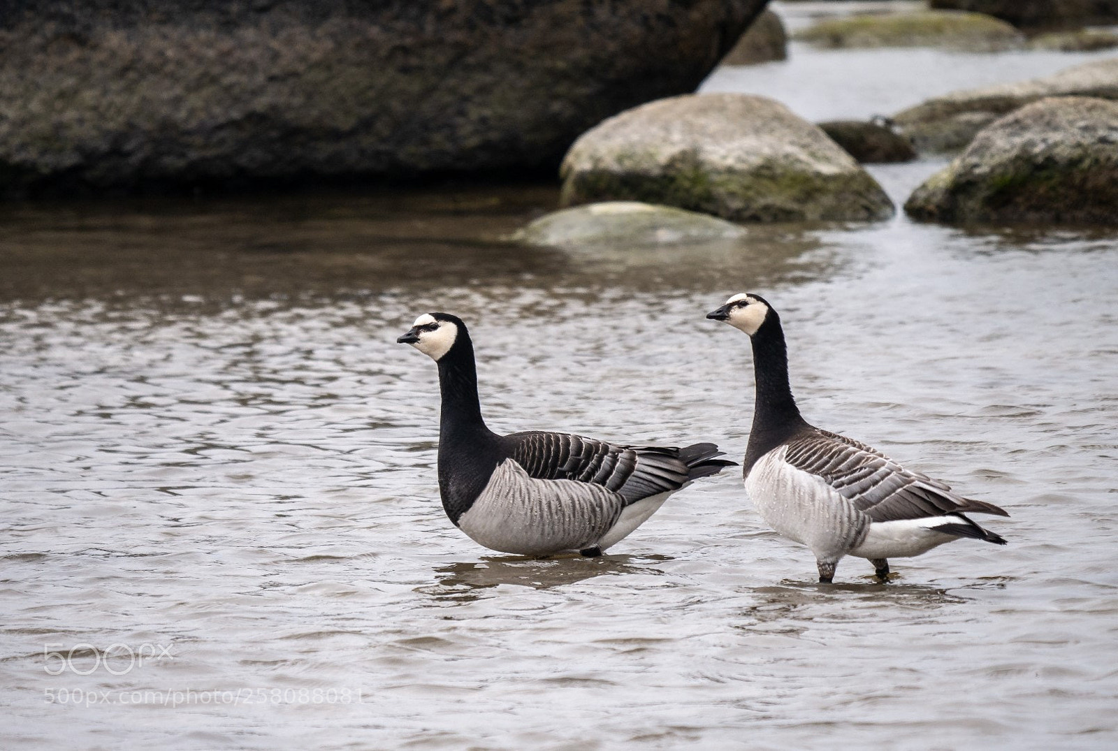 Panasonic Lumix DMC-GX7 sample photo. Barnacle geese in spring photography