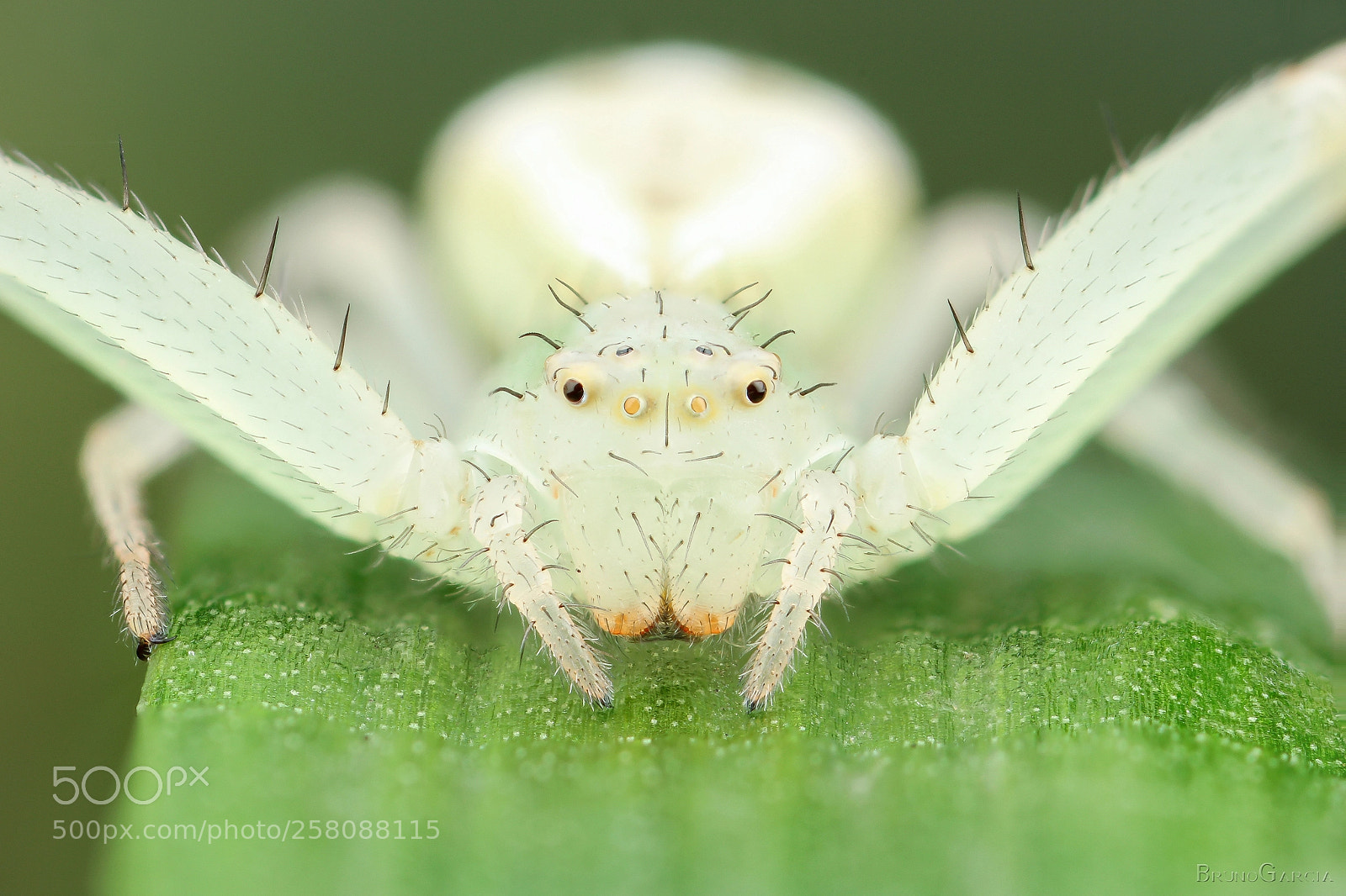 Canon EOS 600D (Rebel EOS T3i / EOS Kiss X5) sample photo. Misumenops sp. (thomisidae) photography