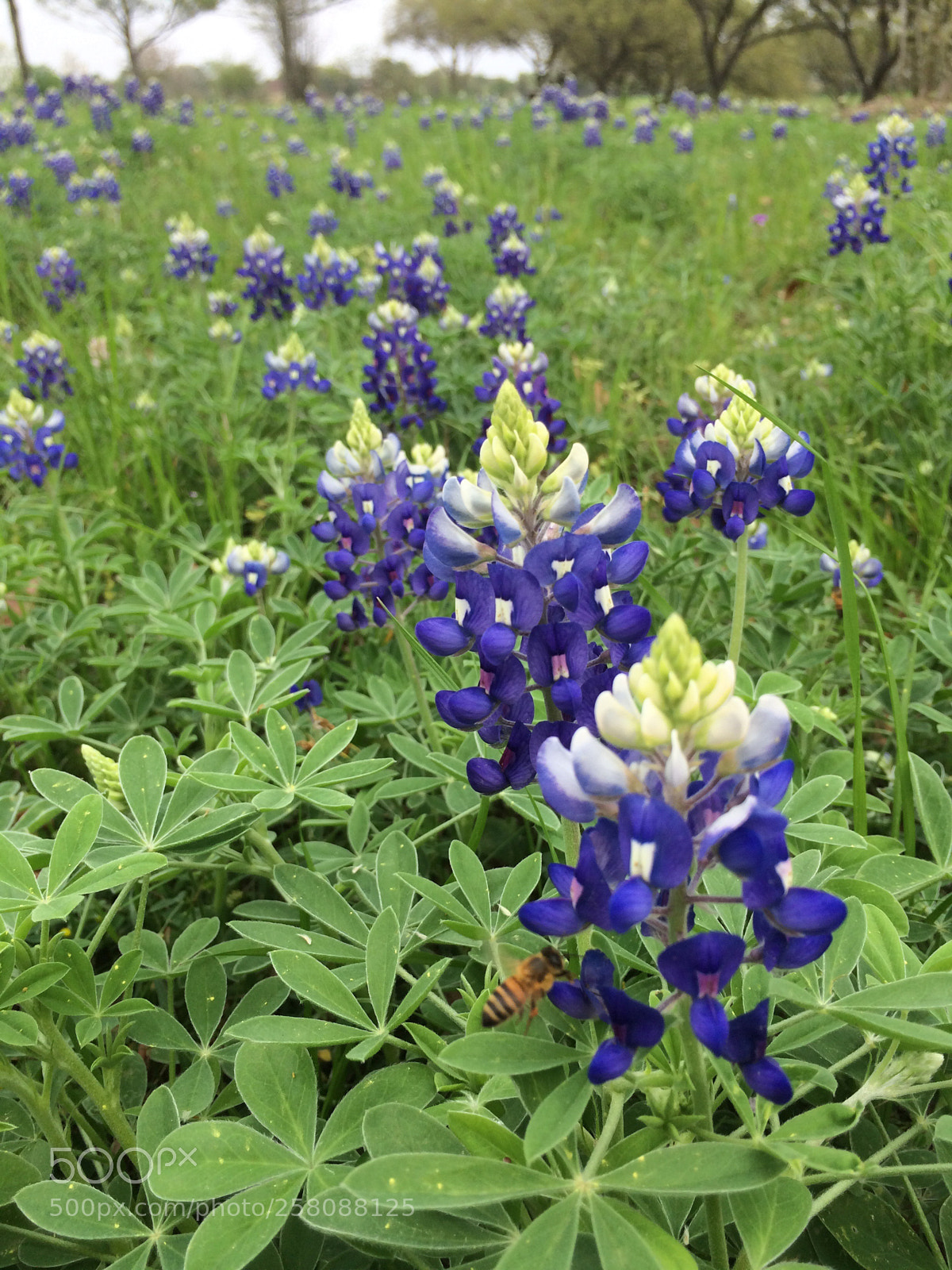 Apple iPhone 5s sample photo. Blues the way! photography
