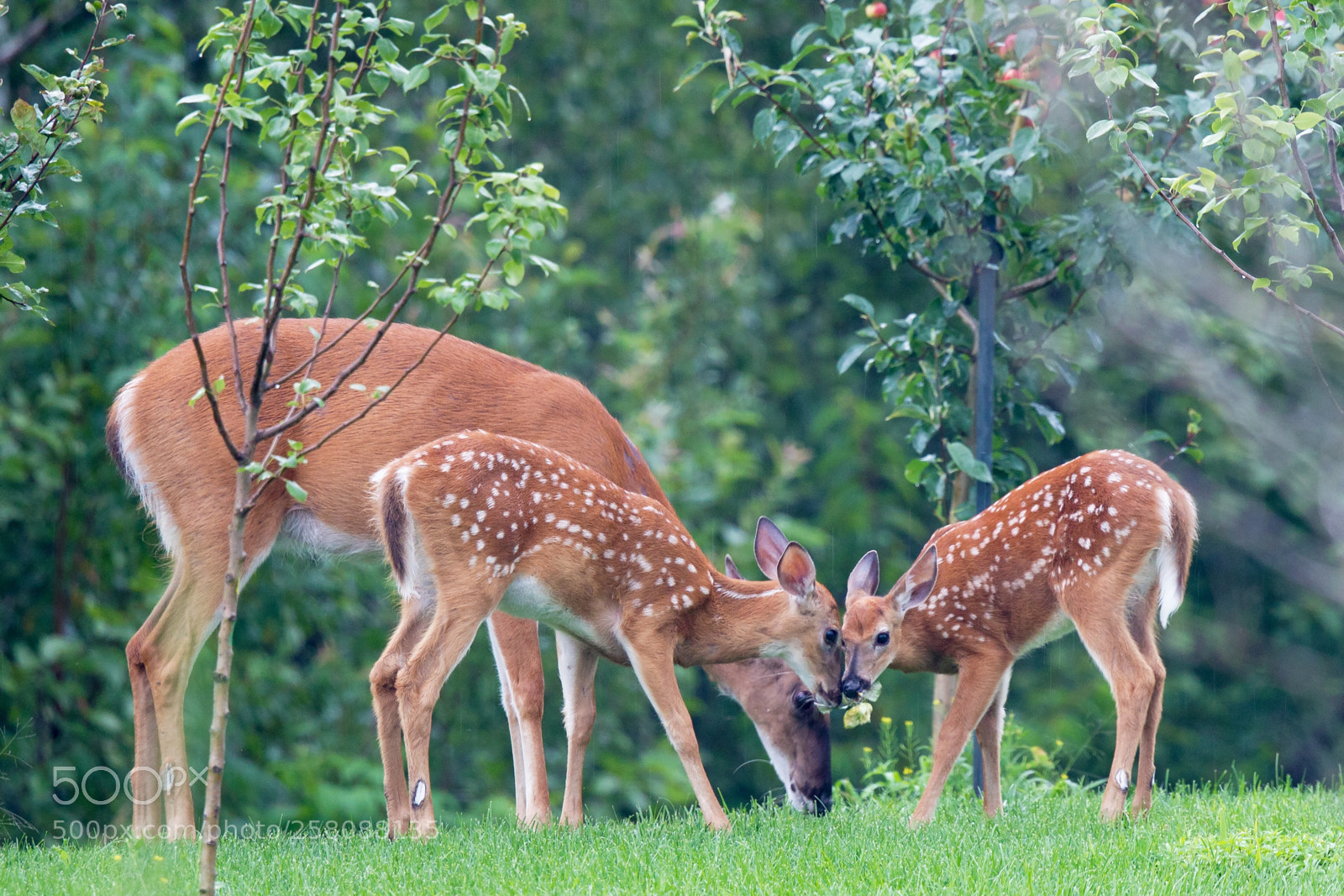 Canon EOS-1D Mark IV sample photo. Cerf de virginie white-tailed photography