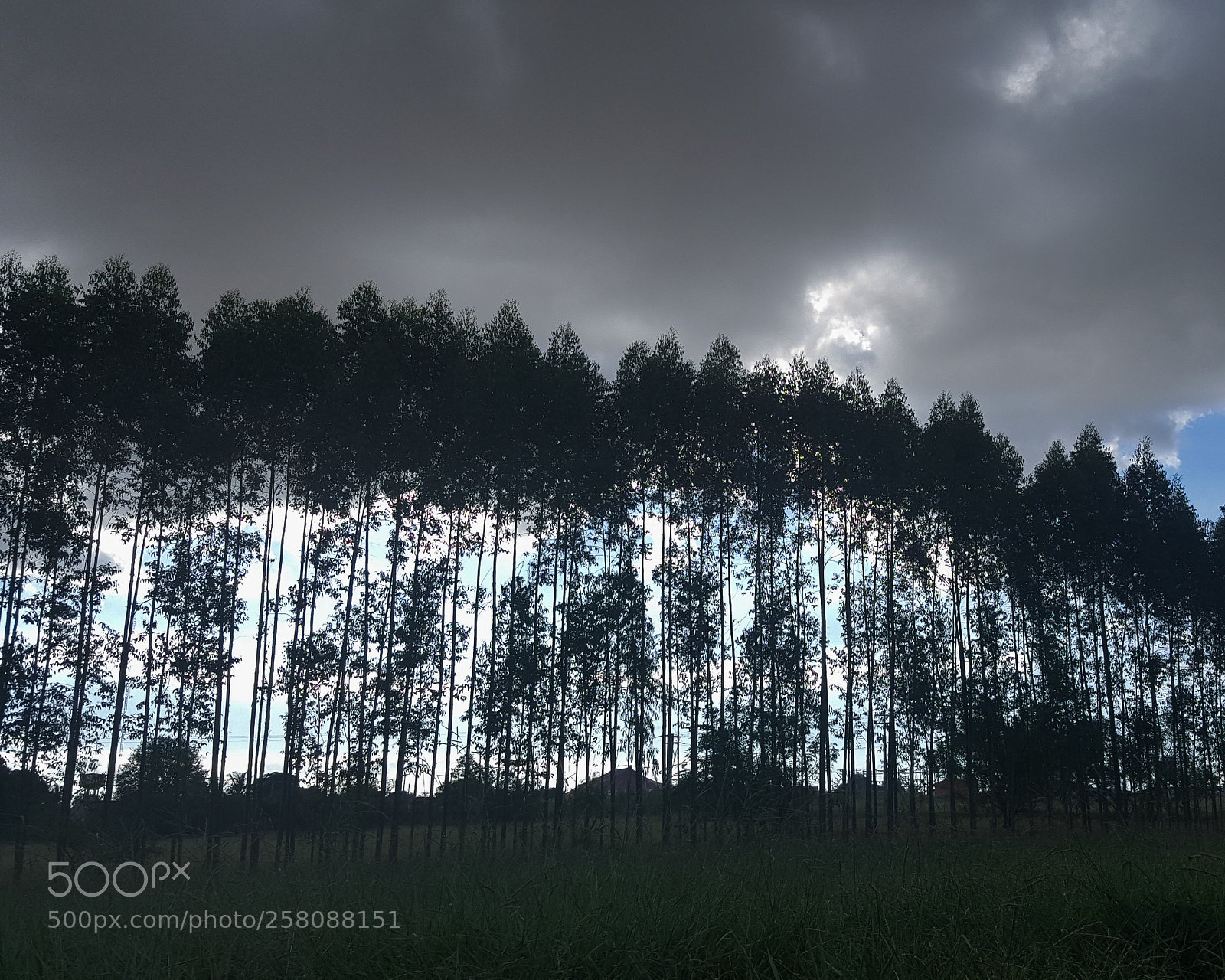 Samsung Galaxy S6 sample photo. Floresta de eucalipto photography